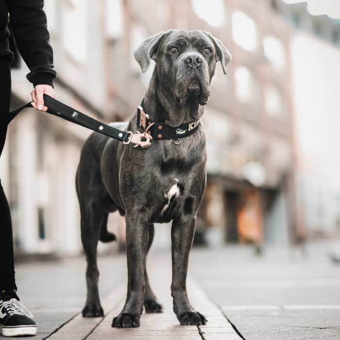 Hundstaff koppel, sele och halsband